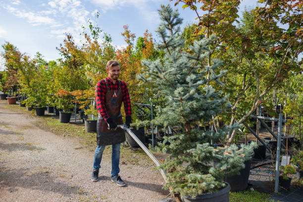 How Our Tree Care Process Works  in  Centereach, NY